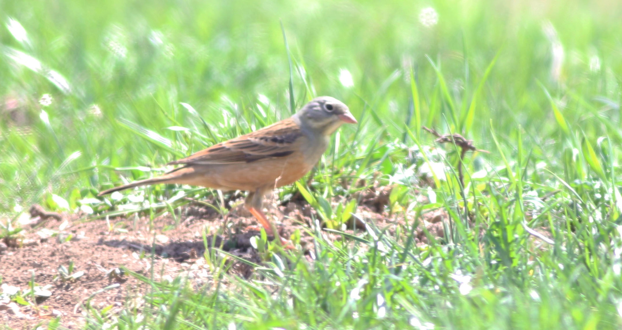 Ortolan Bunting